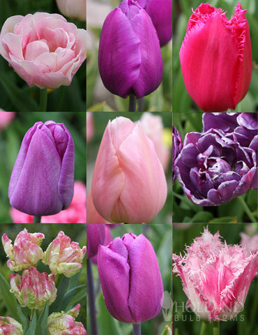 100 Blooms of Purple and Pink Tulips Collection 