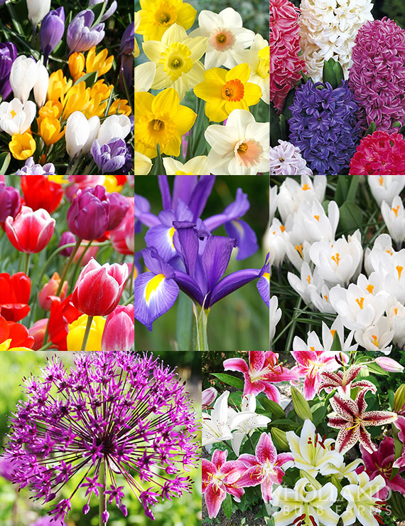 90 Days of Spring Flowers Garden Kit 90 days of spring blooms, 90 days of spring flowers, fall bulbs, fall planted bulbs, bulbs that are planted in fall, tulip bulbs for sale, daffodil bulbs for sale, daffodils for sale, allium for sale, allium bulbs, buy flower bulbs online