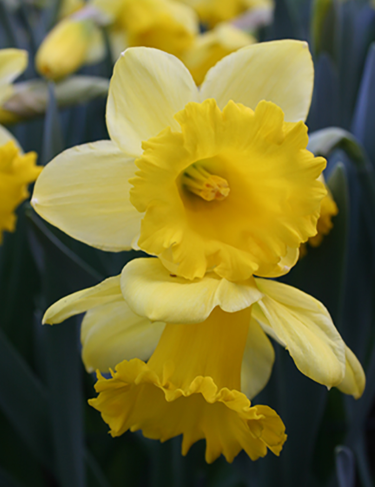 Finland Daffodil 