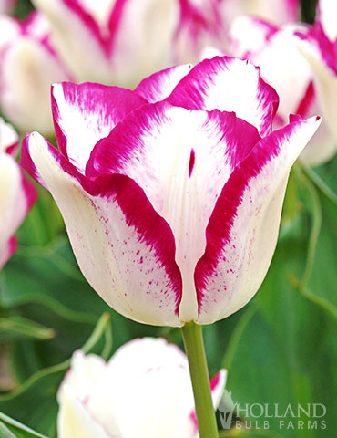 Affaire Triumph Tulip pink tulips, white tulips, two toned tulips, unique tulips, tulips that bloom in April, Tulips that bloom in May, Affaire Triumph Tulip
