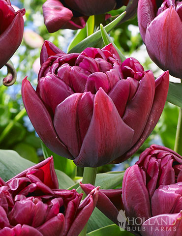 Alison Bradley Double Early Tulip Alison Bradley Tulips, double early tulips, peony tulips, peony tulips wholesale, dutch gardens, purple tulips, double tulips