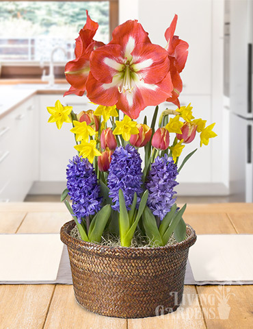 All Smiles Potted Bulb Garden indoor bulb planter, indoor flower bulb kits, indoor bulb garden gifts, flower bulb gifts, gifts for gardeners, forced bulbs in pots, daffodils indoors