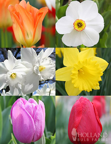 All Spring Blooming Daffodil & Tulip Collection 