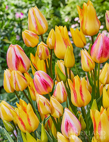 Antoinette Bouquet Single Late Tulip 