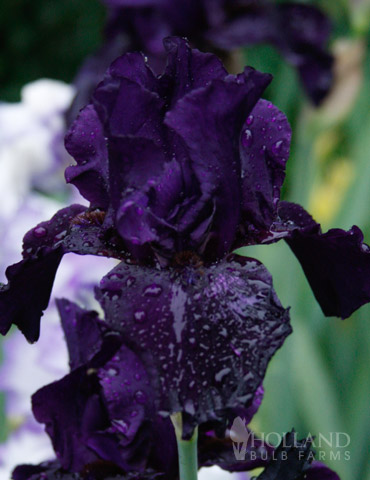 Anvil of Darkness Bearded Iris 