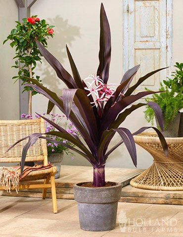 Asiatica Purple Crinum Lily spider lily, crinum asiaticum purple, asiatic purple crinum lily, purple spider lily bulbs