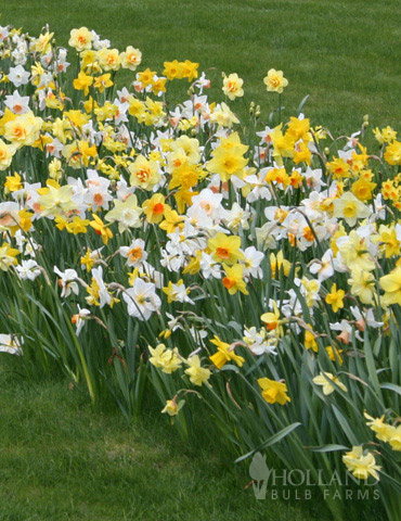 BULK Mixed Daffodils 225-250 bulbs 