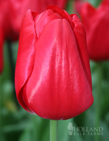 BULK Seadov Tulips - 1000 Bulbs 