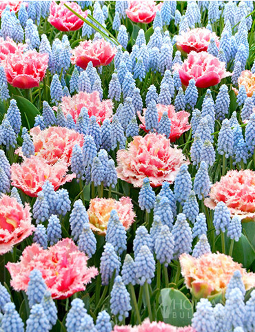 Baby Shower Muscari and Tulip Mix 