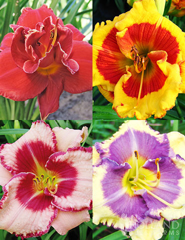 Beginner Daylily Collection daylily collection, bare root daylilies, easy to grow perennials, daylily roots for sale, bare root perennials, planting daylilies in fall 