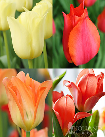 Beginner Tulip Collection beginner tulips, tulips for sale, tulip bulbs, best tulips to plant, new gardeners, beginner gardeners, easy to grow tulips, easy to grow bulbs