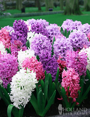 Berries & Cream Hyacinth Collection 