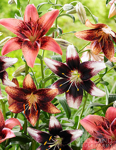 Bi-Color Asiatic Lily Blend types of lilies, asiatic lily perennial, asiatic lily colors, asiatic lilies bi-color, two toned flowers, unique lily flowers, unique flower bulbs, unusual lilies for sale