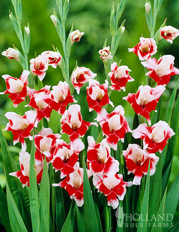 Bizar Dutch Gladiolus Gladiolus bizar, gladioli, gladiolus bulbs, red gladiolus, white gladiolus, red and white gladioli, unique gladiolus