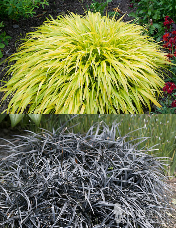 Black and Gold Ornamental Grass Pre-Potted Duo