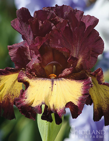 Blood Moon Bearded Iris 