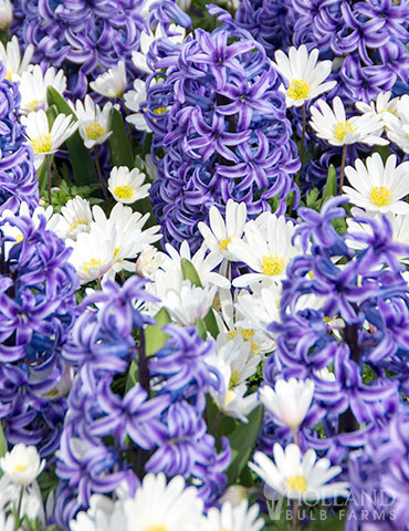 Blue Heaven Perfect Partners Blend hyacinth bulbs for sale, hyacinth bulb planting, hyacinth mix, bulb mix, anemone white splendour, hyacinths mixed with anemone