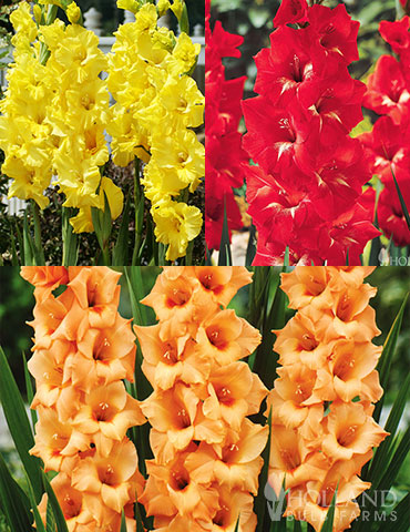 Bright Colors Gladiolus Collection red gladiolus, orange gladiolus, best flowers for cutting, best flowers for vases, cut flower garden, deals on flower bulbs, plants for sale cheap, bulbs for sale cheap
