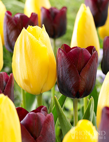 Bumblebee Tulip Duo tulips for sale, tulips for sale online, tulip bulbs, tulips from holland, dutch tulips, yellow tulips, red tulips, bulk tulips, wholesale tulips