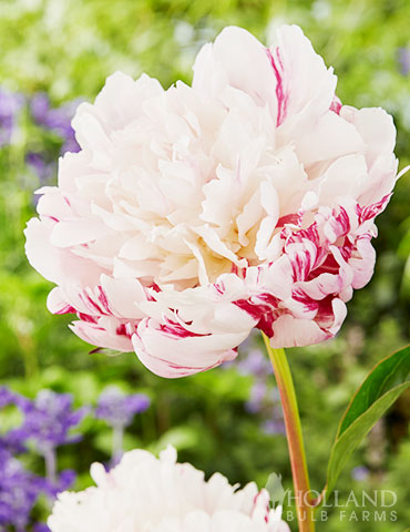 Candy Stripe Peony peonies for sale, candy stripe peony, peonies for sale, buy peony, peony varieties, peonies for planting in fall, 
