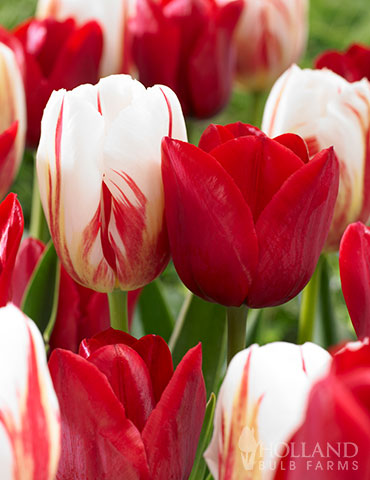 Candy Stripe Tulip Duo tulip bulbs, spring tulips, tulip varieties, tulip bulbs online, when to buy tulips, spring bulbs bulk buy, colorblends, 