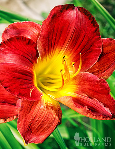 Christmas Is Daylily 