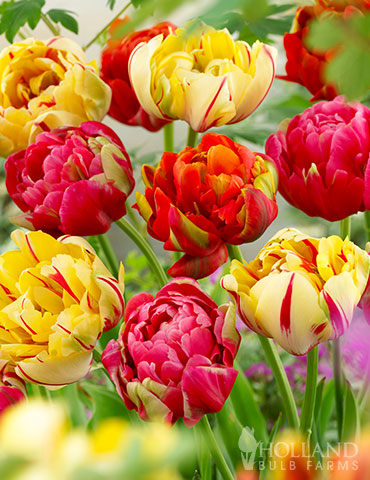 Color Carnival Tulip Mix buy tulips, rainbow tulip bulbs, double tulip bulbs, peony flowering tulips, red tulips, yellow tulips, buy tulip bulbs online, double early tulip mix, 