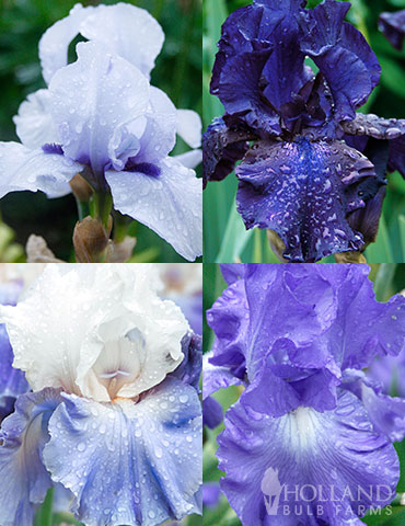 Cool Blue Bearded Iris Collection blue flowers, blue iris, blue bearded iris, light blue flowers, dark blue flowers, true blue flowers, bearded iris rhizomes for sale, bearded iris bulbs for sale, best time to plant iris bulbs
