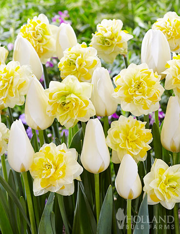 Creamy Eggnog Tulip & Daffodil Blend daffodil flower, tulip bulbs, when to plant daffodils and tulips, daffodils for naturalizing, white tulips, white daffodils, double daffodils, daffodil and tulip bouquet