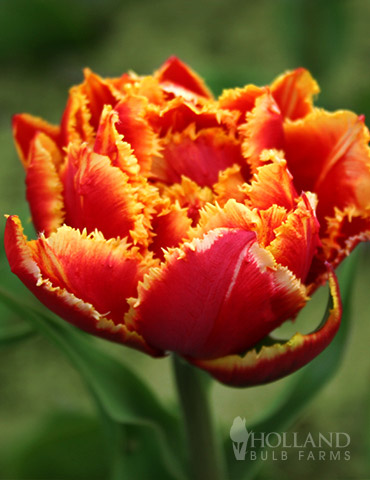 Crystal Beauty Fringed Double Late Tulip 