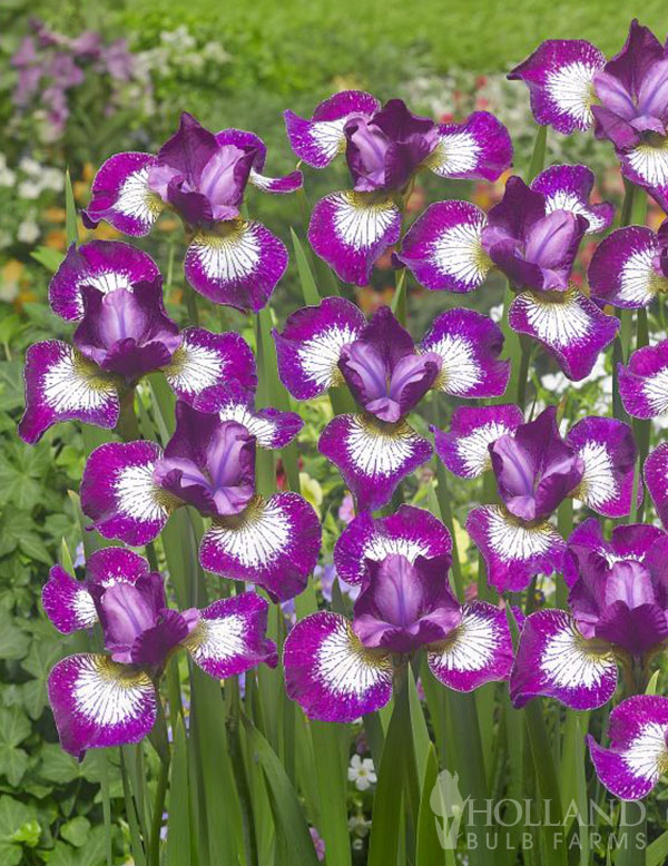 Currier Siberian Iris