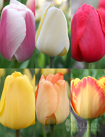 Darwin Hybrid Tulip Collection 