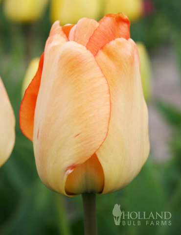 Daydream Darwin Hybrid Tulip 