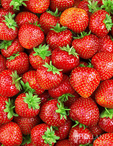 Delicious Sparkle Strawberries strawberry roots, grow strawberries, strawberry roots, sparkle strawberries, early strawberries