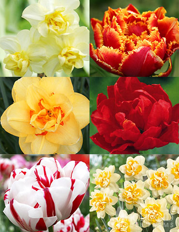 Double Daffodil and Tulip Collection 