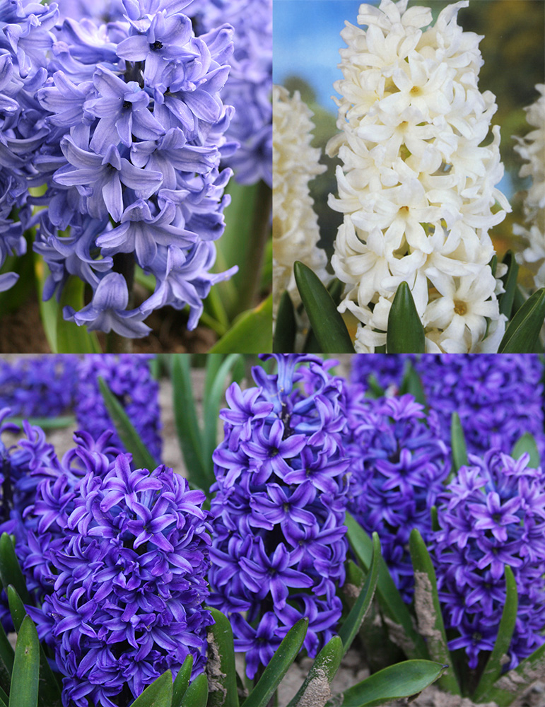 Dutch Blue and White Hyacinth Collection 