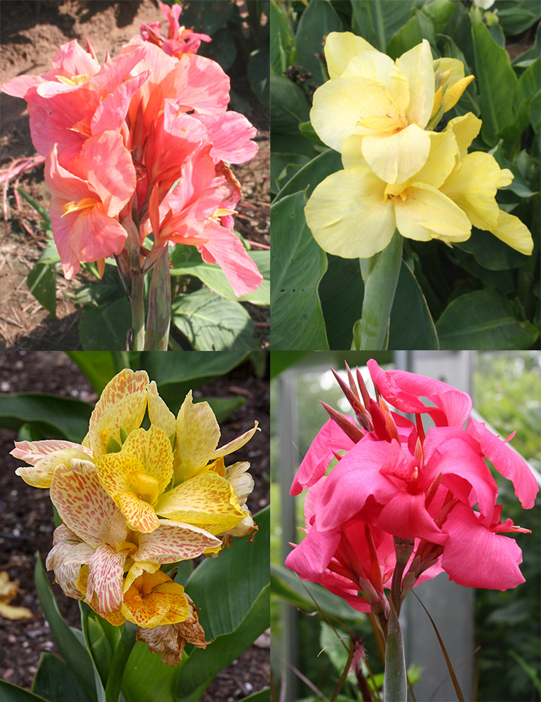 Banana Yellow Dwarf Hawaiian Canna Lily Bulbs (3 Rhizomes) – Bright Dwarf, 2-3' Tall – 2025 Season