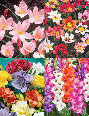 Fairy Flower Collection deals on flower bulbs, flower bulb sale, sale on gladioulus, sale on perennials, buy bulbs online, mini gladiolus, pink fairy lilies, harlequin flowers, freesia bulbs for sale