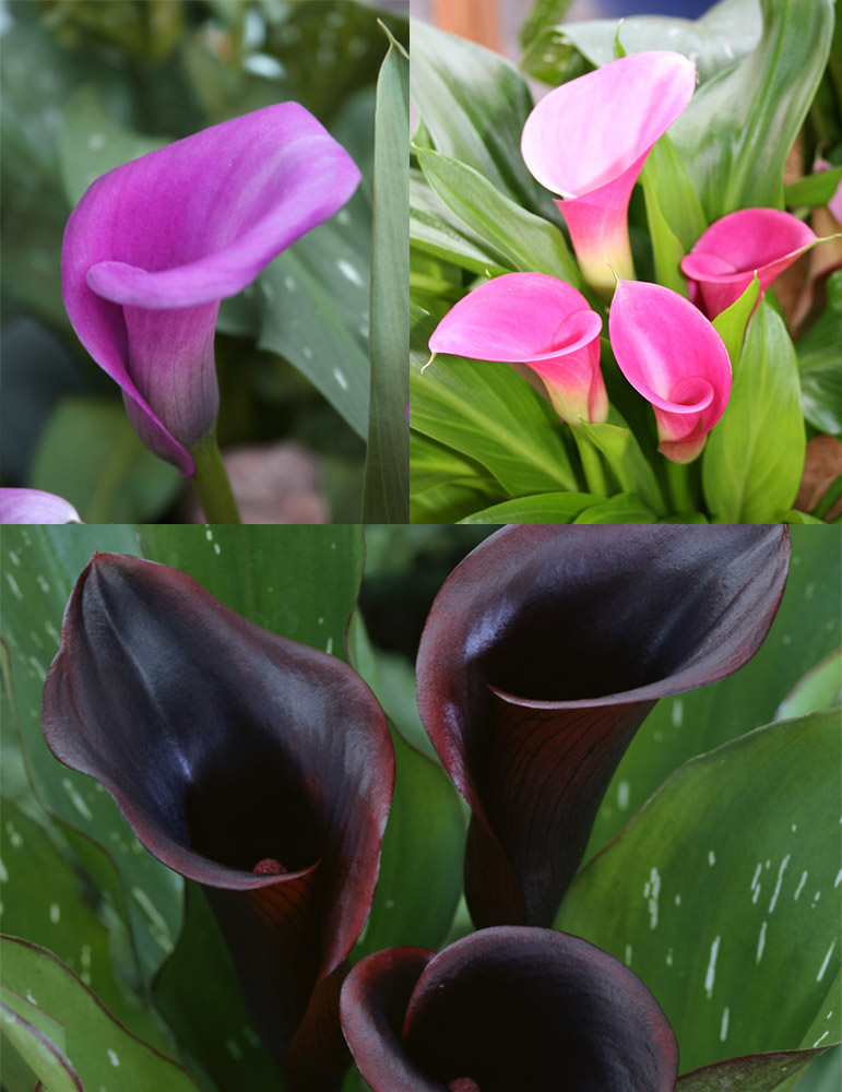 Fairytale Calla Lily Collection 