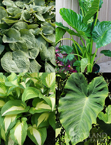 Fancy Foliage Collection hosta for sale, bare root hosta for sale, buy elephant ears online, buy elephant ear bulbs, foliage plants, best plants for shade