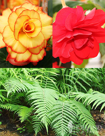 Ferns & Begonias Collection shade garden, ferns, lady ferns, shade plant combinations, begonia companion plants, what to plant with begonias, scarlet begonias, picotee begonias