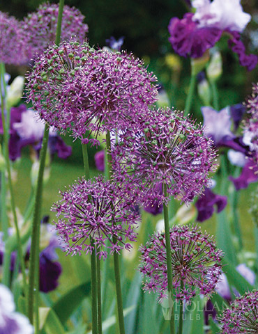 Flowering Onion or Allium Aflatunense allium aflatunense, allium bulbs for sale, ornamental onion bulbs, allium aflatunense purple sensation, 
