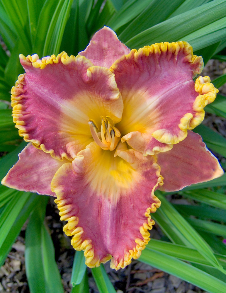 French Lingerie Daylily 