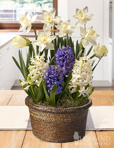 Frosty Delight Potted Bulb Garden indoor bulb garden, potted bulb garden, potted tulip garden, garden gifts, gifts for gardeners, flowering plants indoors, indoor flowers, fragrant hyacinths