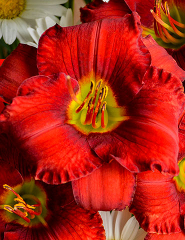 Funny Valentine Daylily red daylilies, funny valentine daylily, hemorcallis funny valentine, easy to grow perennials, low maintenance perennials, low maintenance plants, plants not affected by black walnuts, plants for slopes, plants for hillsides