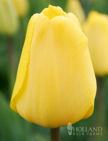 Golden Apeldoorn Tulip Value Bag 