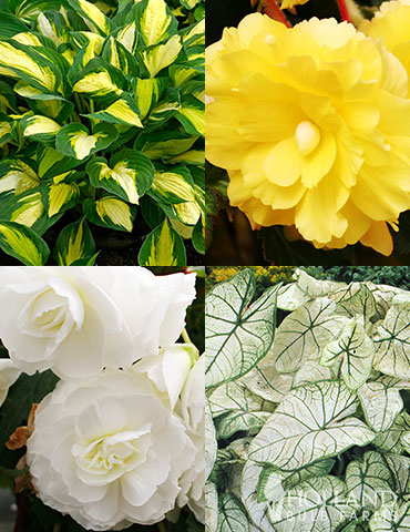 Golden Glory Shade Garden Collection yellow shade plants, unique shade combinations, color festival hosta, yellow begonias, begonia companion plants, plants for shade