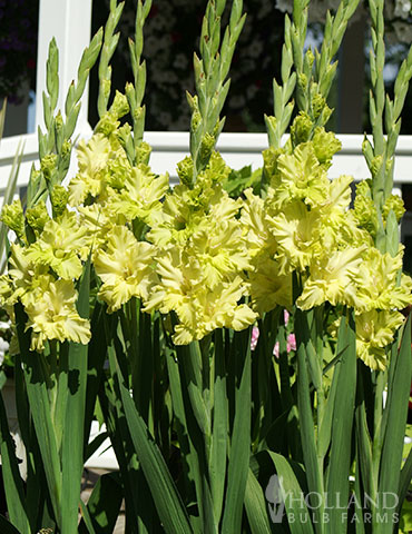 Green Flash Parrot Gladiolus green gladiolus, parrot gladiolus, unique gladiolus, gladiolus bulbs, gladiolus corms