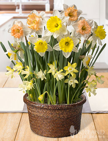Happy Times Potted Bulb Garden  indoor potted bulb garden, indoor flower bulb garden, indoor garden gifts, potted daffodils, garden gifts, indoor flowers 