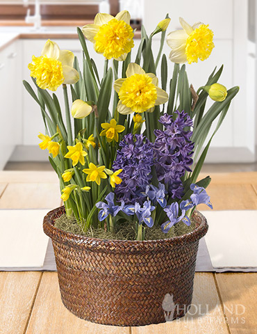 Harmonious Spring Potted Bulb Garden indoor plant garden, tulips blooming in pots, send potted plants, best bulb gifts, potted bulb garden gifts, indoor flower bulb kits, potted daffodils for sale, potted hyacinths for sale